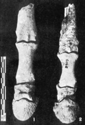 सुरकोटाडा घोड़े की हड्डी – Harappan Horse Evidence"